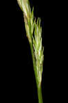 Bome-like sedge